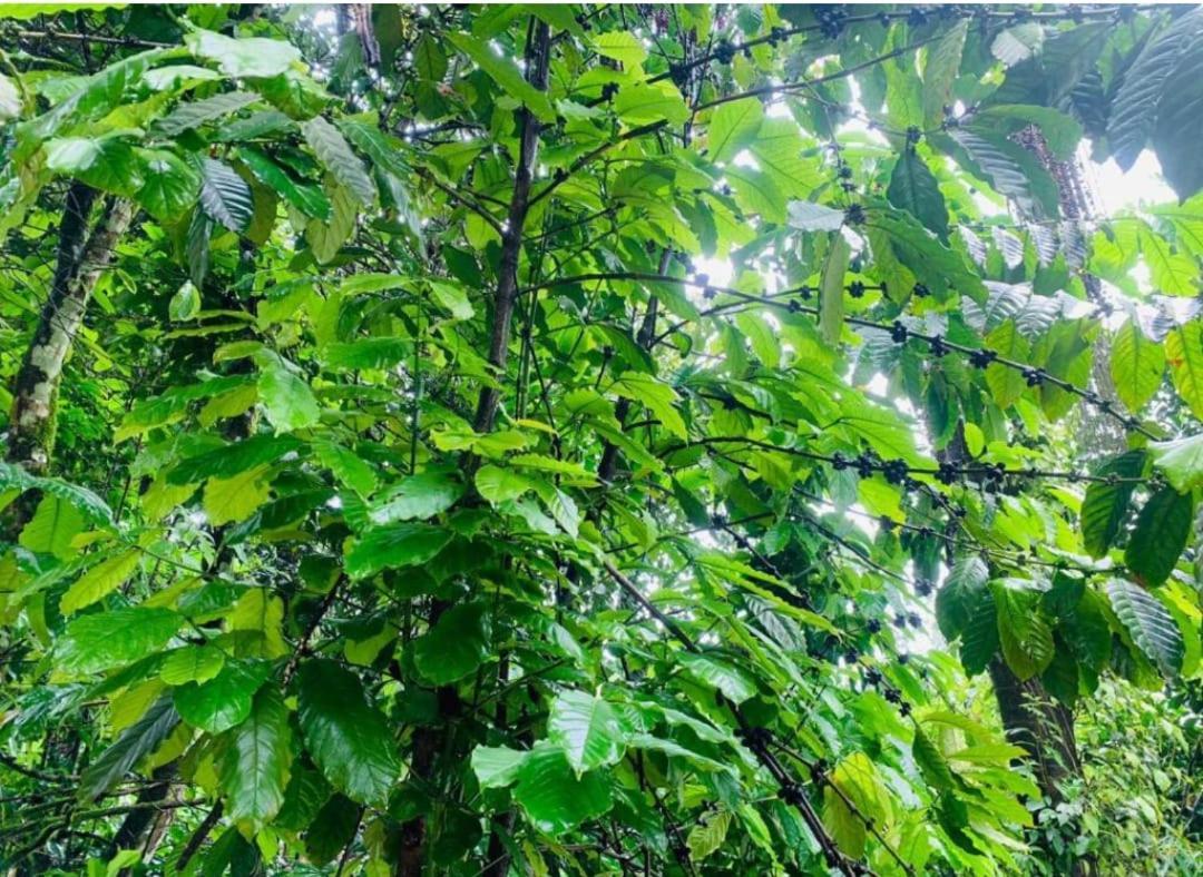 The Mountain Shades Resort Madikeri Eksteriør billede